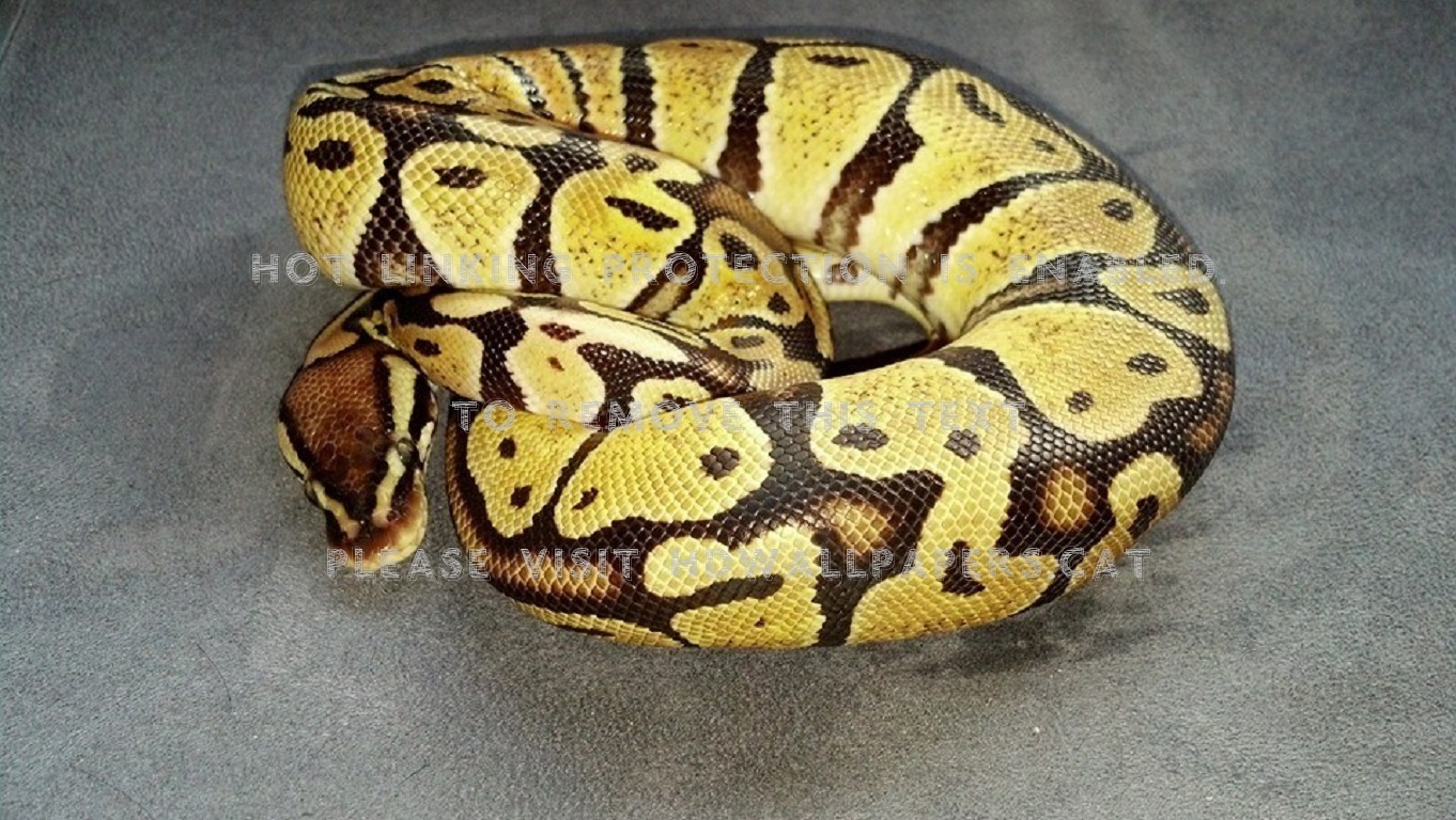 Juvenile Pastel Ball Python Bp Ptyhon Snake - HD Wallpaper 
