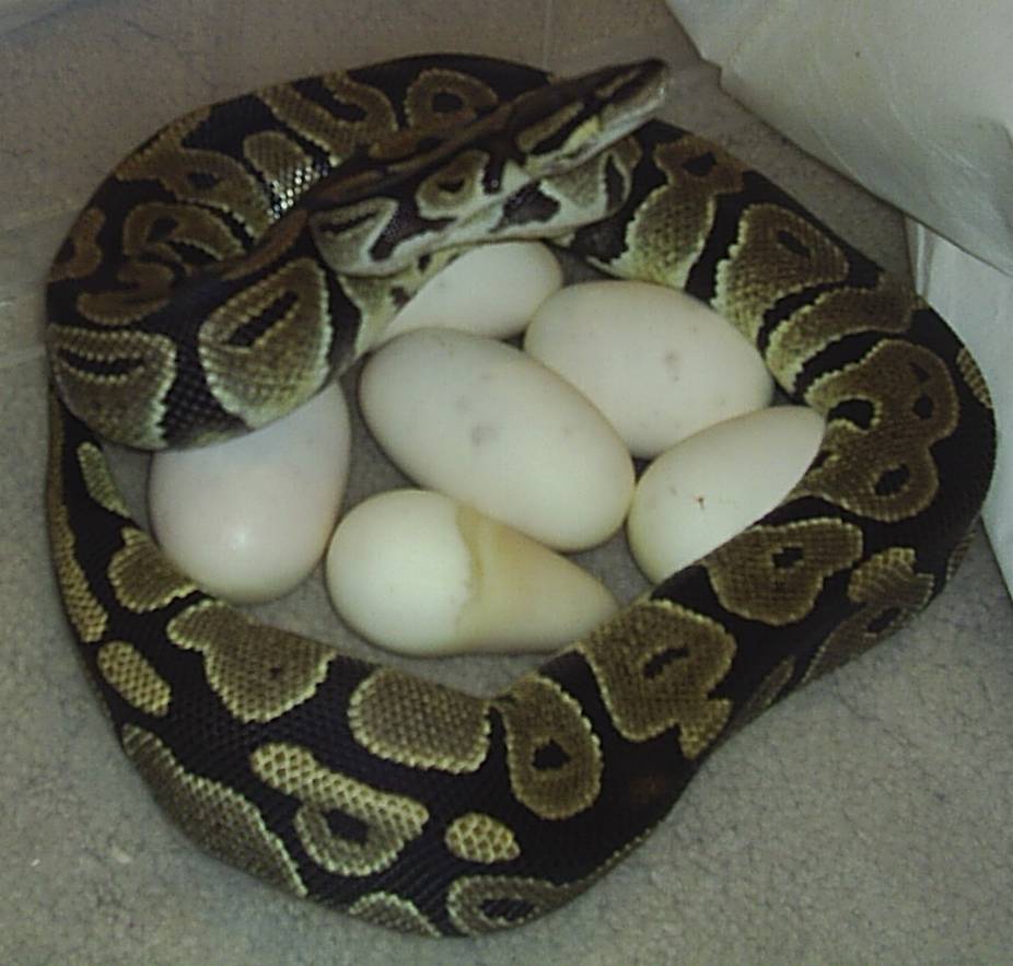 Ball Python Morphs - HD Wallpaper 