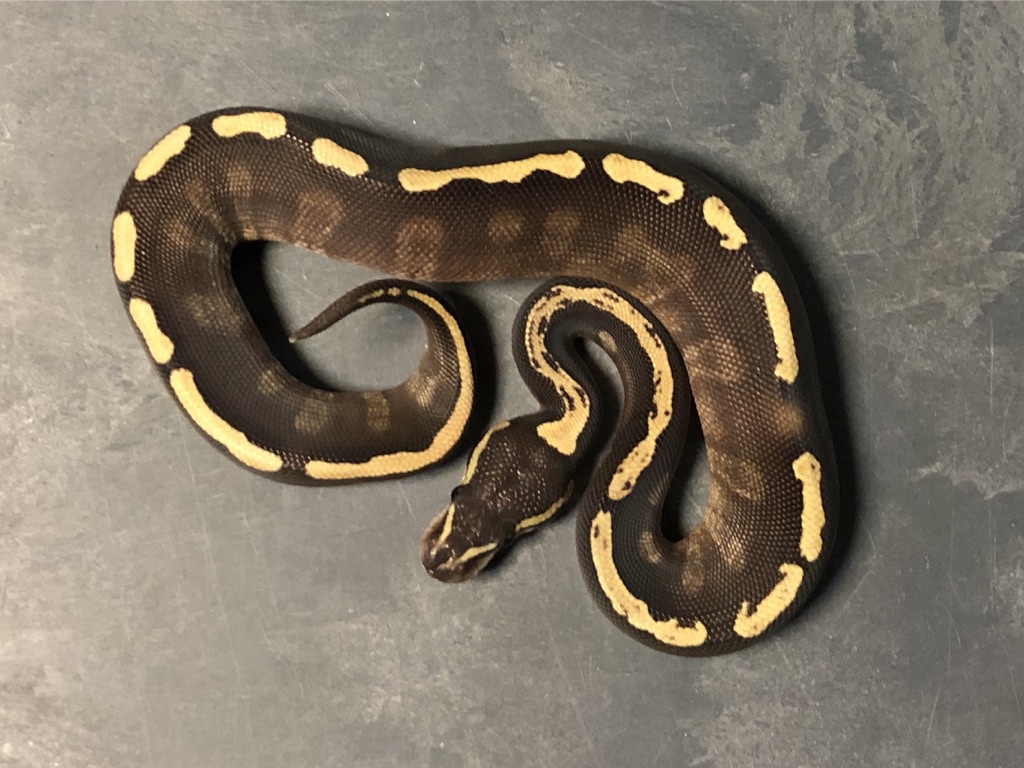 Mojave Double Het Desert Ghost Lavender Albino - HD Wallpaper 
