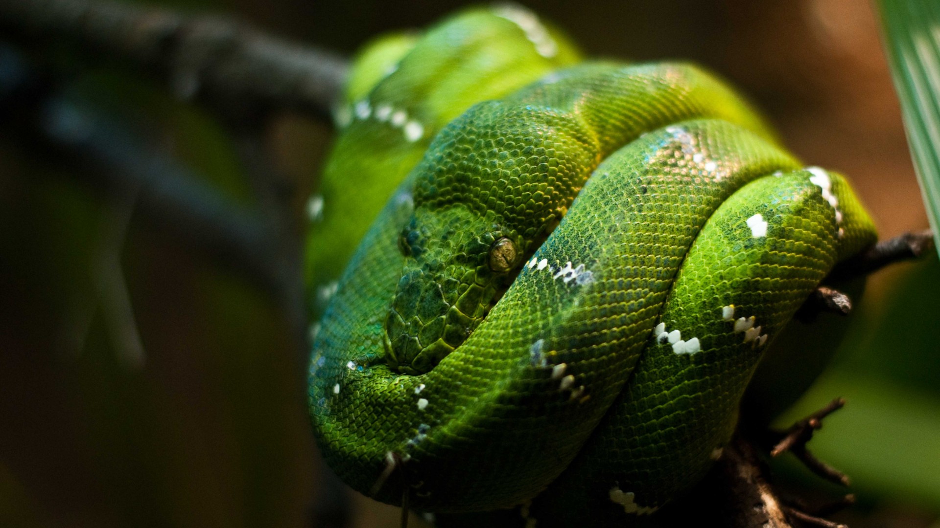 Emerald Tree Boa Phone - HD Wallpaper 