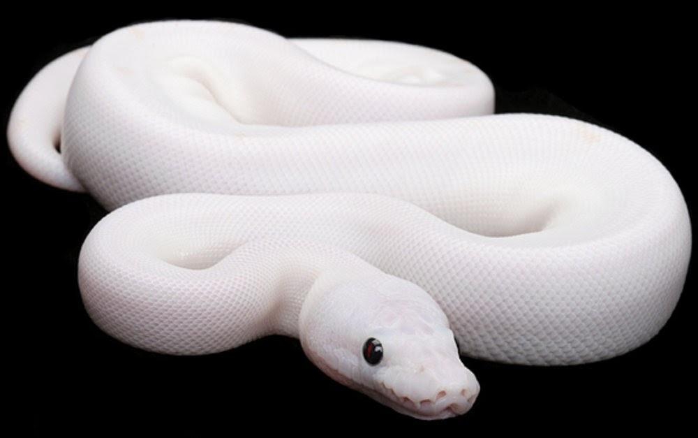 Black Eyed White Snake - HD Wallpaper 
