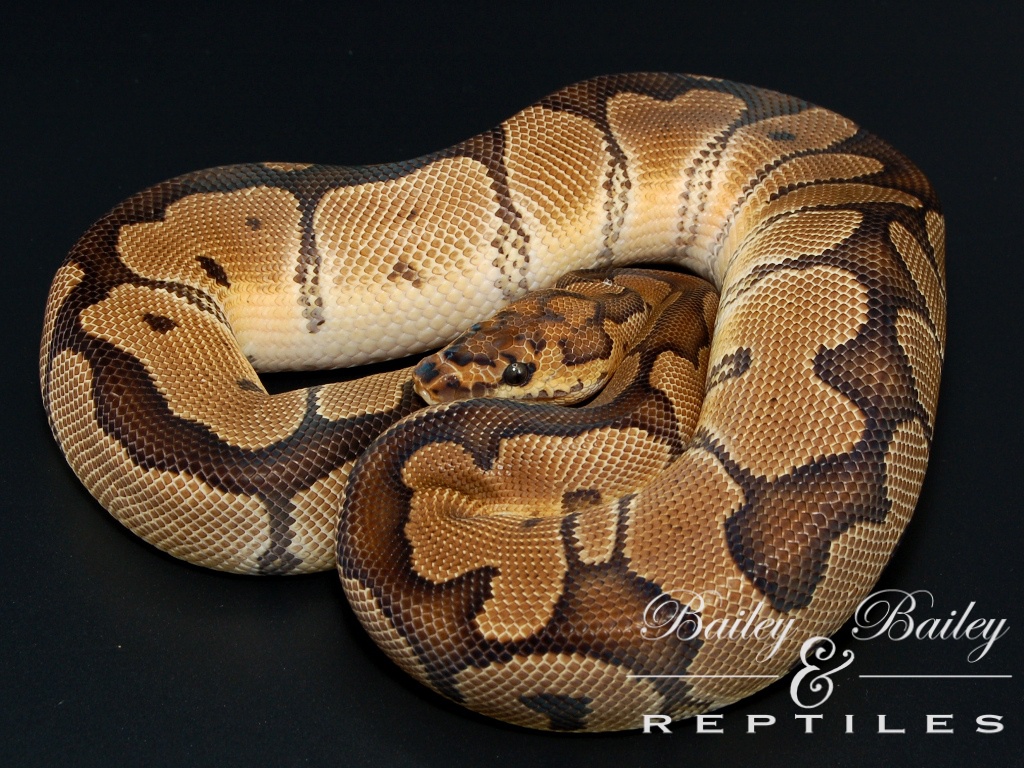 Serpent - HD Wallpaper 