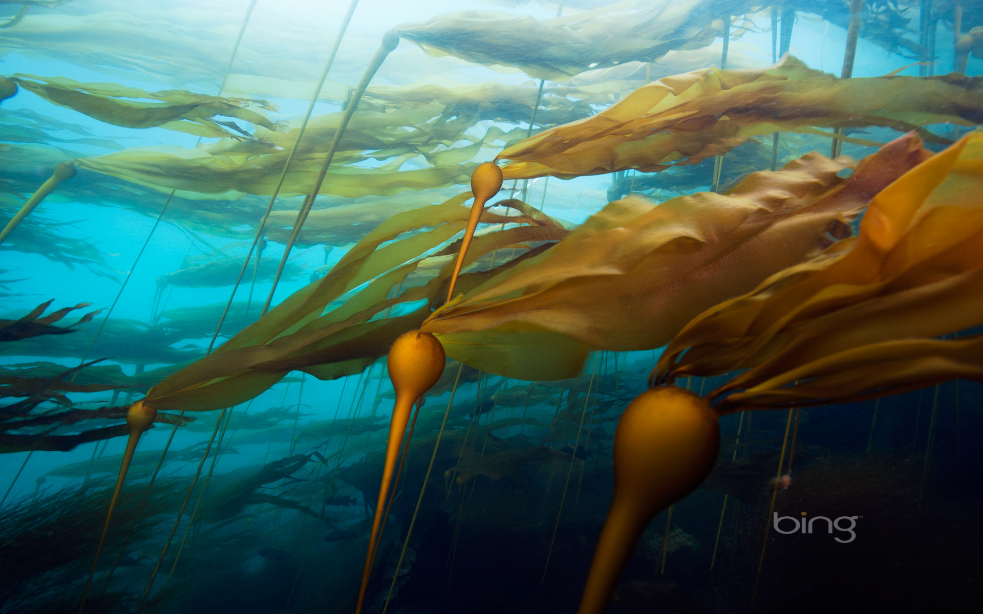 Kelp Forest Desktop Background - HD Wallpaper 