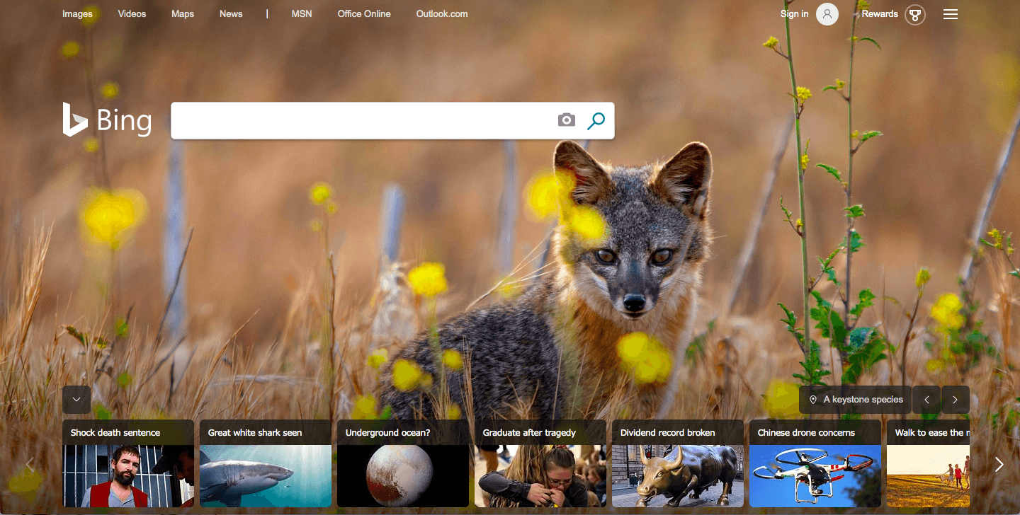 Island Fox On Santa Cruz Island Channel Islands National - HD Wallpaper 