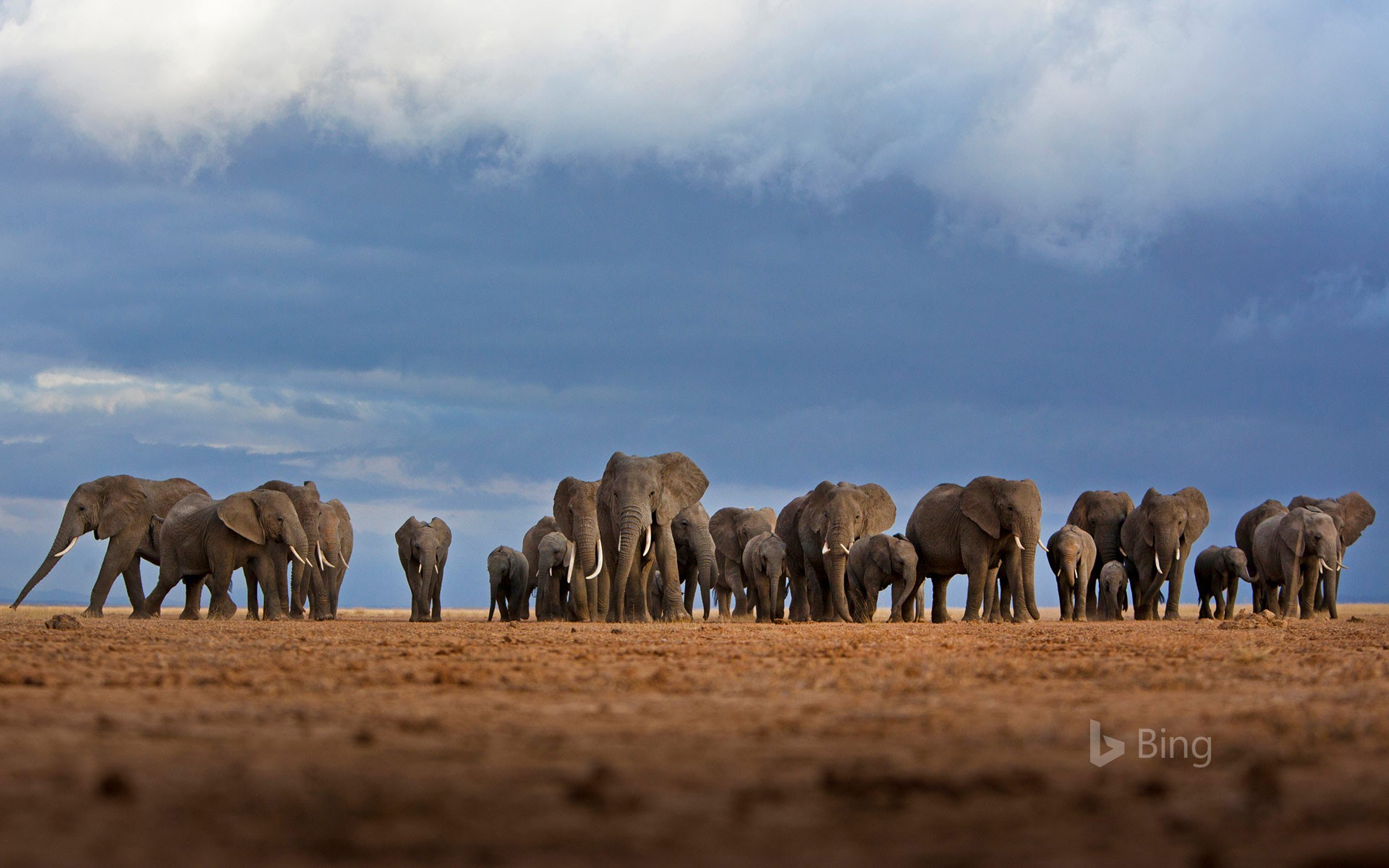 World Elephant Day - Bing Elephants In Amboseli National Park - HD Wallpaper 