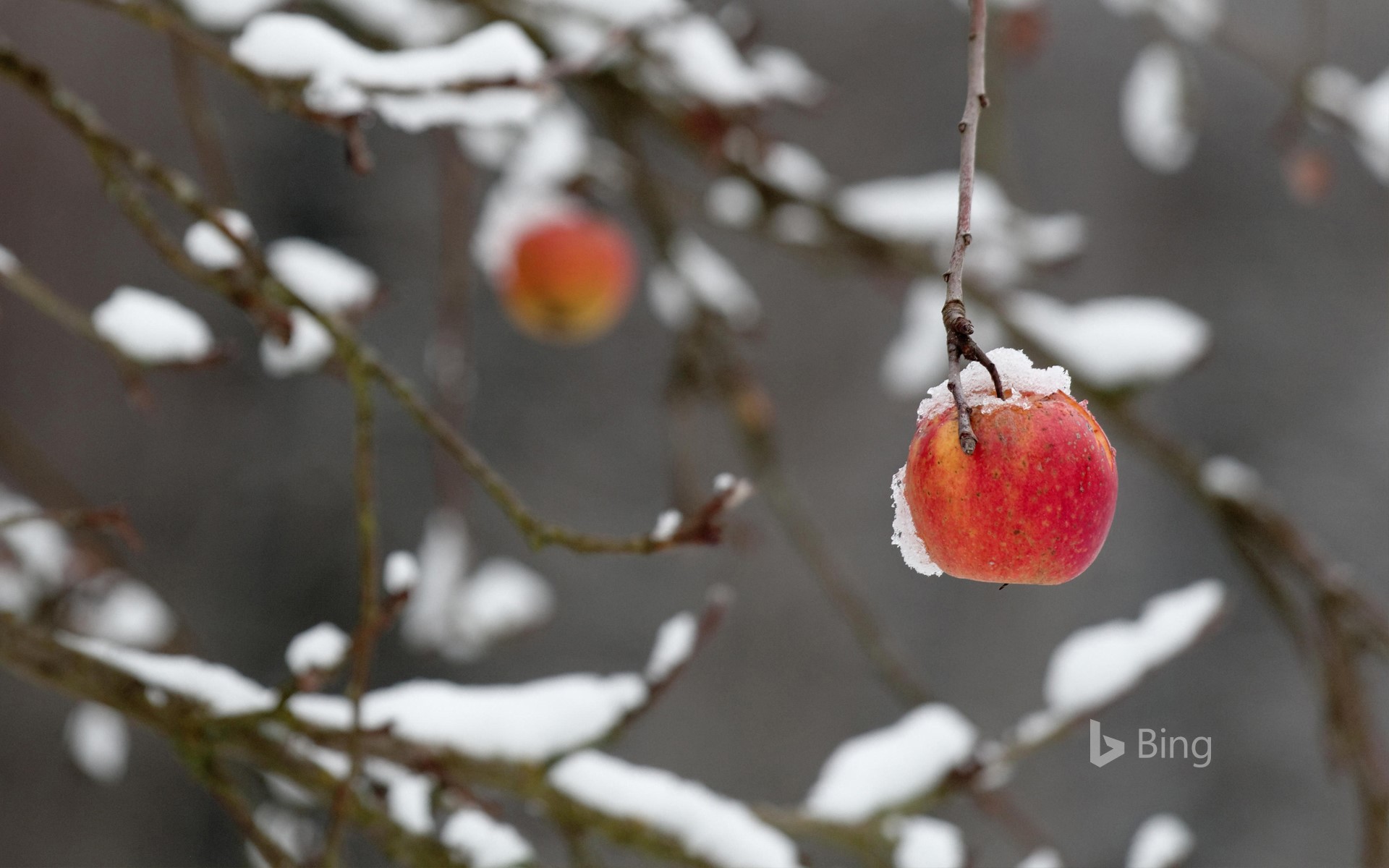 Red Apple Clings To A Broken Branch Heavy With Snow - HD Wallpaper 
