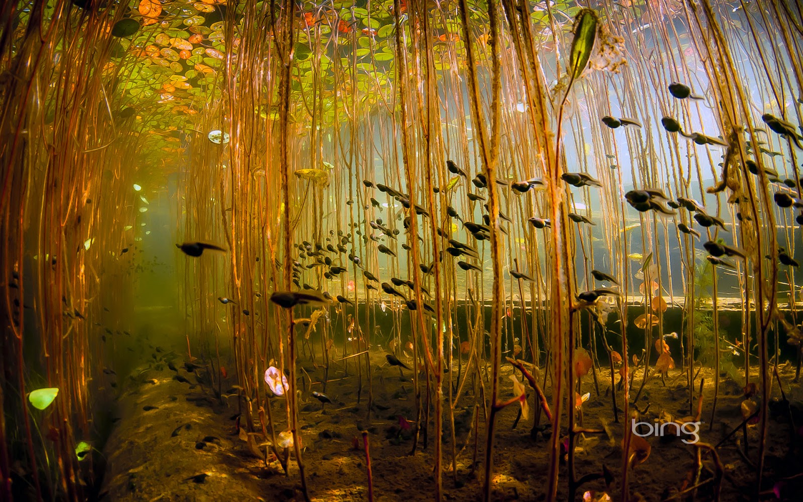 Underwater Photography River Lake - HD Wallpaper 