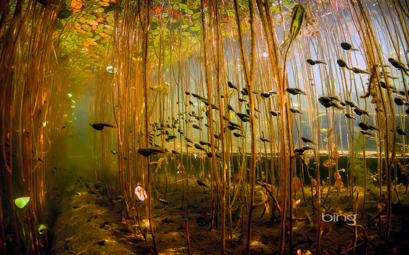 underwater-photography-river-lake-1600x1000-wallpaper-teahub-io