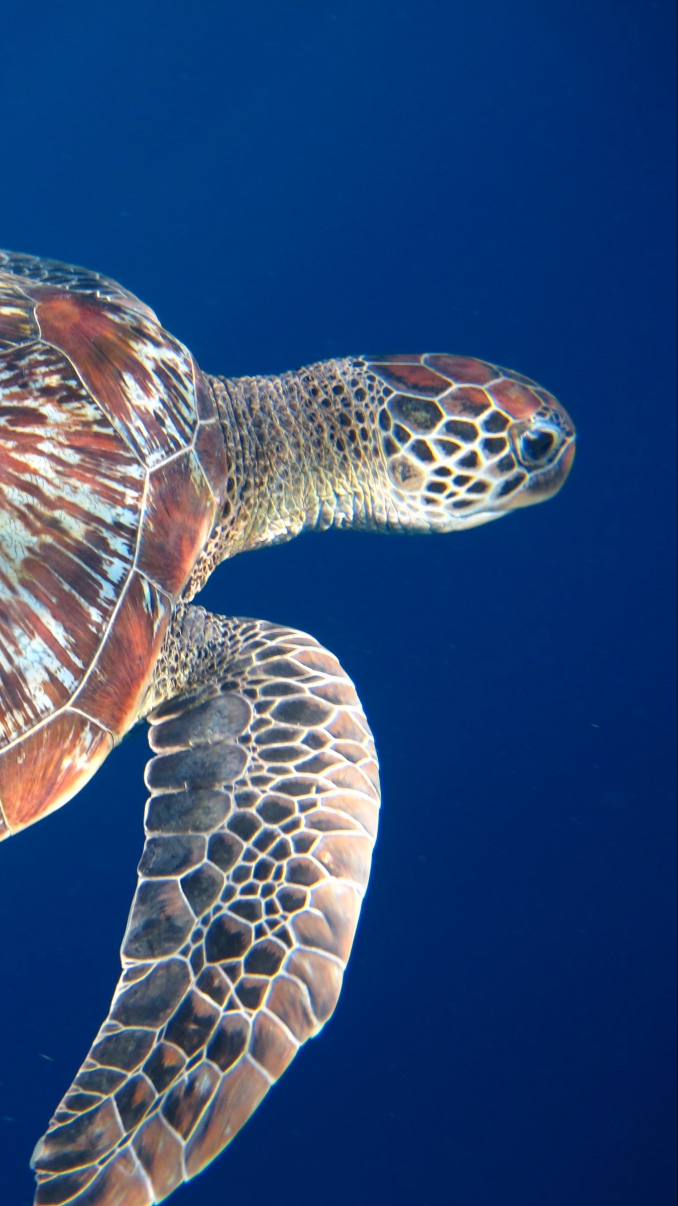 Wallpaper Swim, Sea, Turtle, Legs - HD Wallpaper 