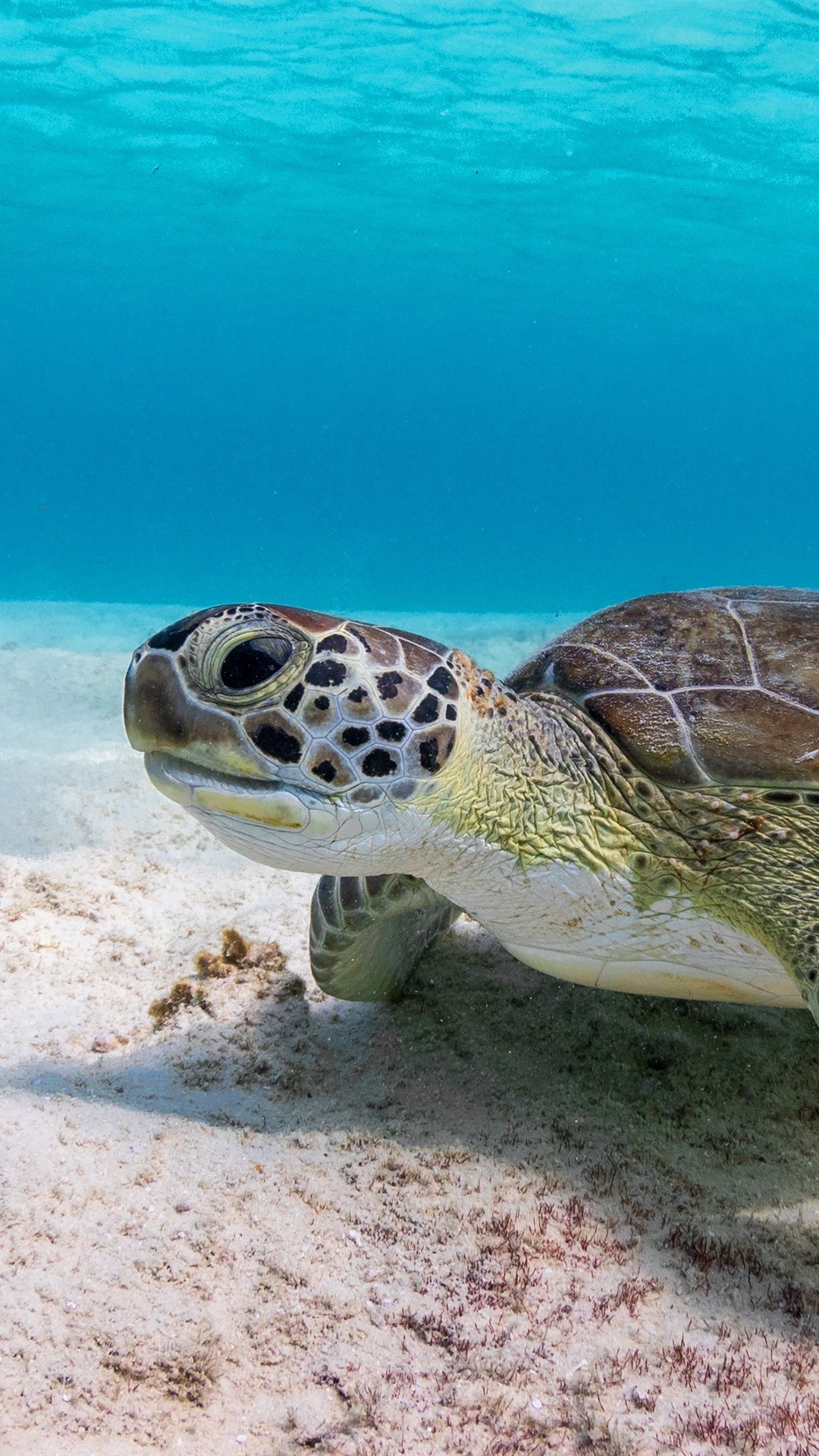 Fond D Ecran Tortue - HD Wallpaper 