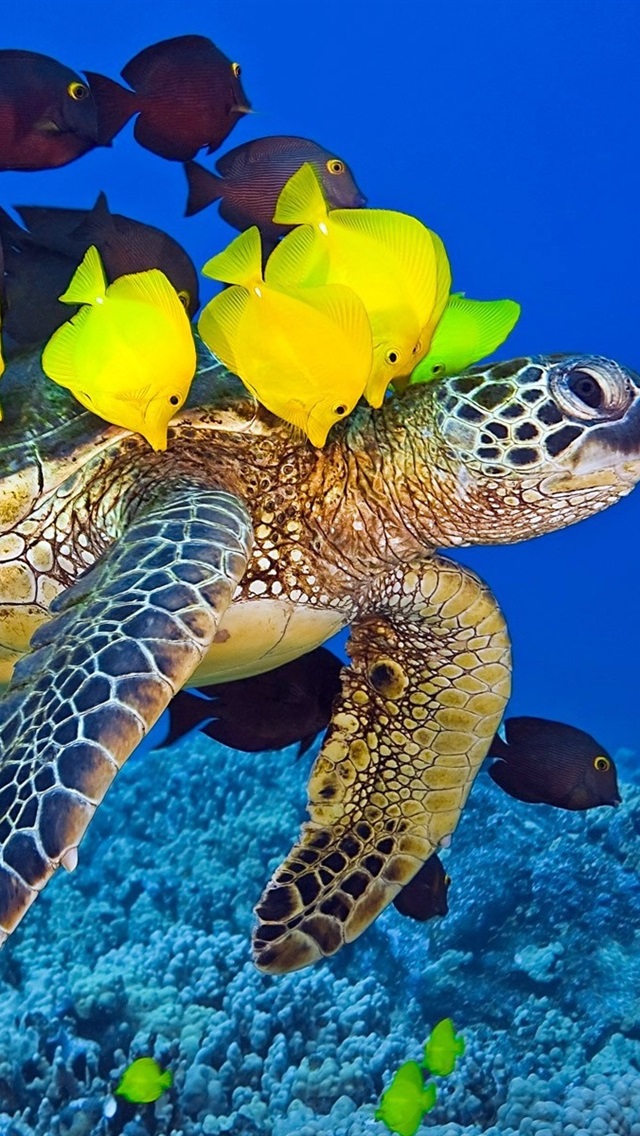 Iphone Wallpaper Sea Turtle, Ocean, Underwater, Yellow - Tortoise And Fishes - HD Wallpaper 