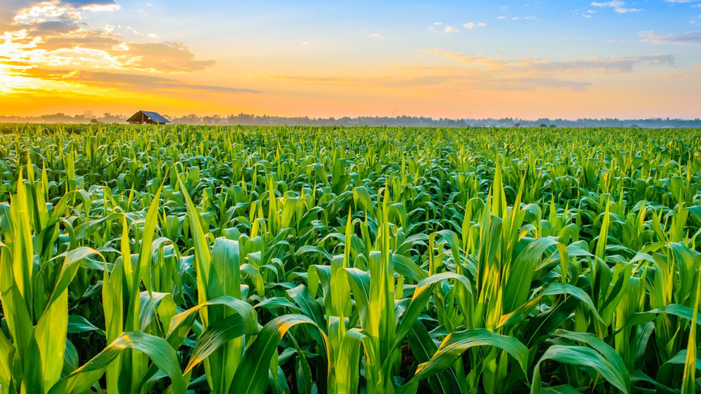 Agriculture - National Seeds Corporation Ltd - 1366x768 Wallpaper - Agriculture - National Seeds Corporation Ltd - 1366x768 Wallpaper -