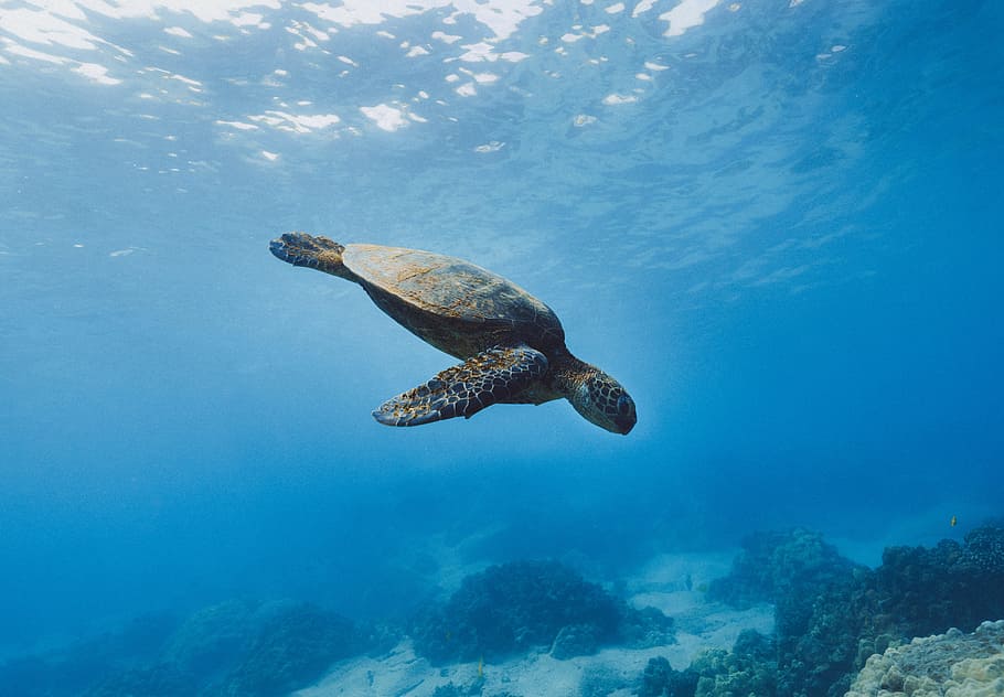 Brown Turtle, Tutrle, Underwater, Coral Reef, Swimming, - HD Wallpaper 