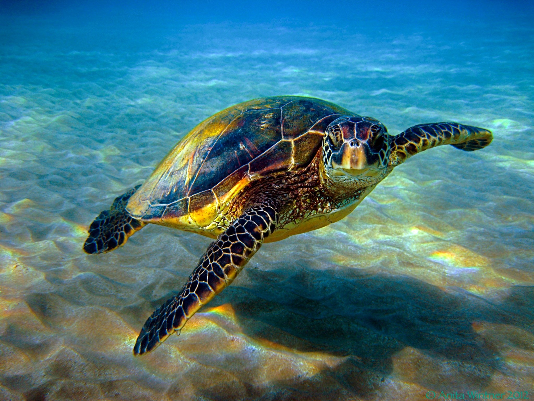 Turtle Free Desktop Wallpaper Downloads Data-src - Green Sea Turtle Hawaii  - 2048x1536 Wallpaper 