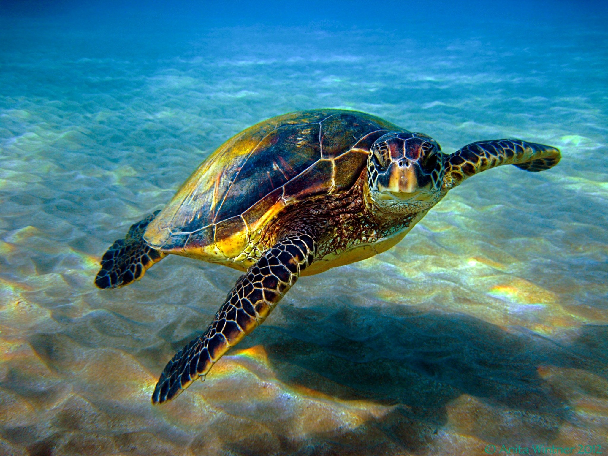 Turtle Free Desktop Wallpaper Downloads 
 Data-src - Green Sea Turtle Hawaii - HD Wallpaper 