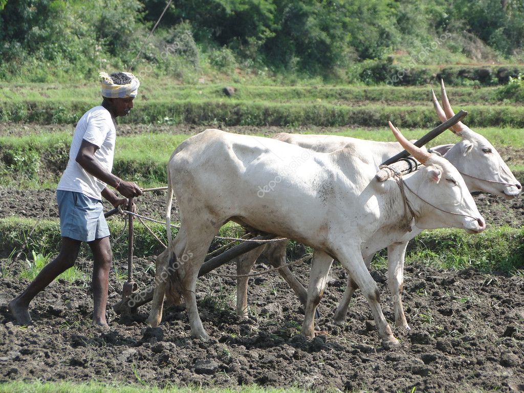 Bullocks Used In Agriculture - HD Wallpaper 