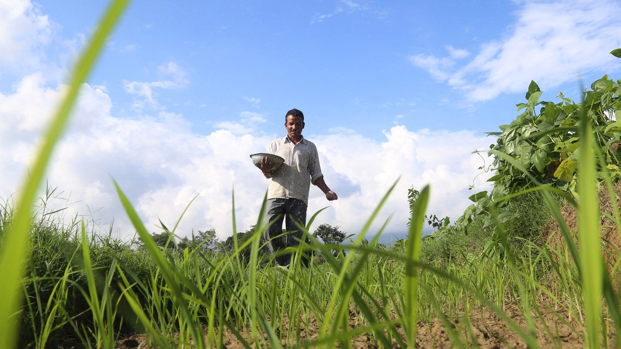 Sweet Grass - HD Wallpaper 