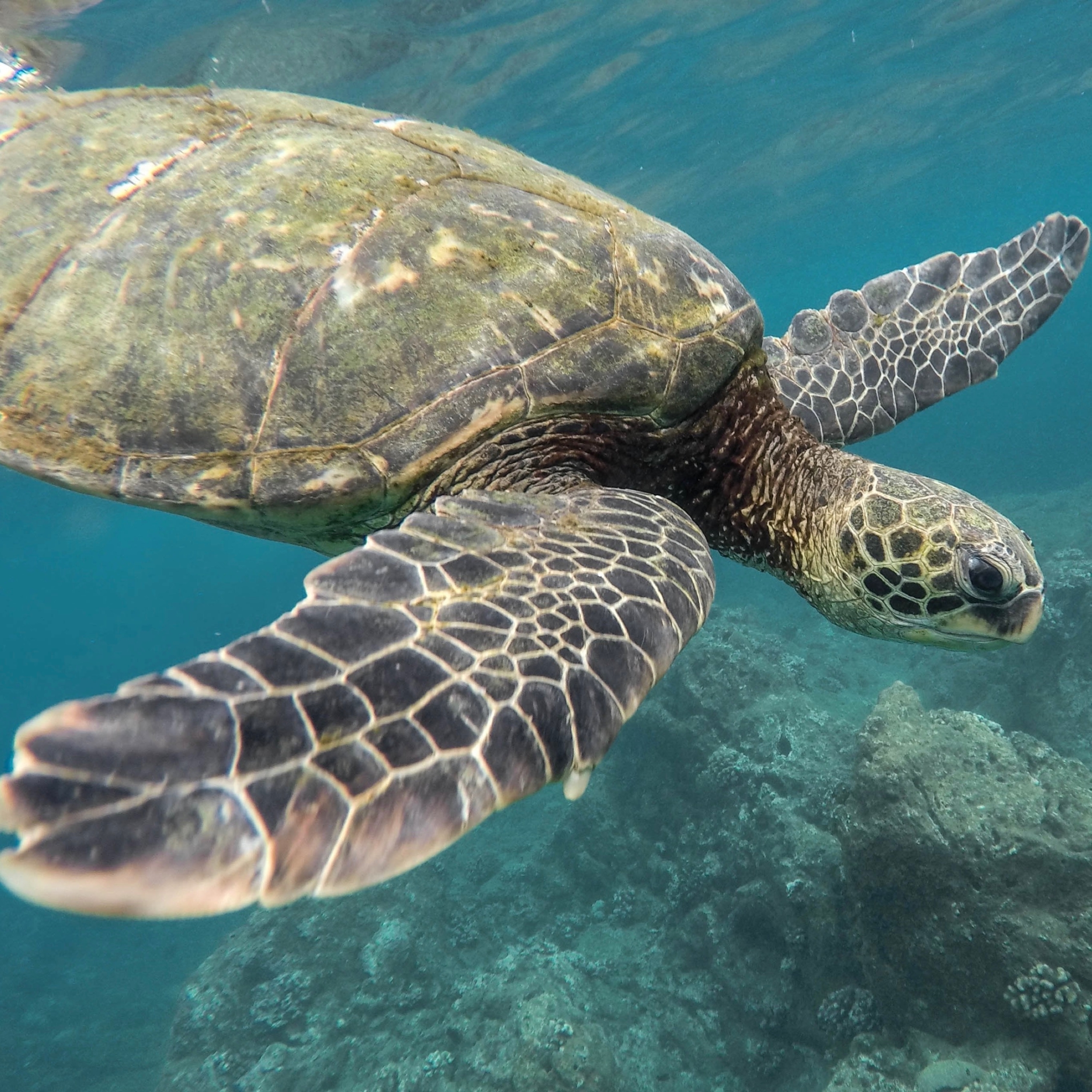 Prehistoric Animals Still Alive Today - HD Wallpaper 