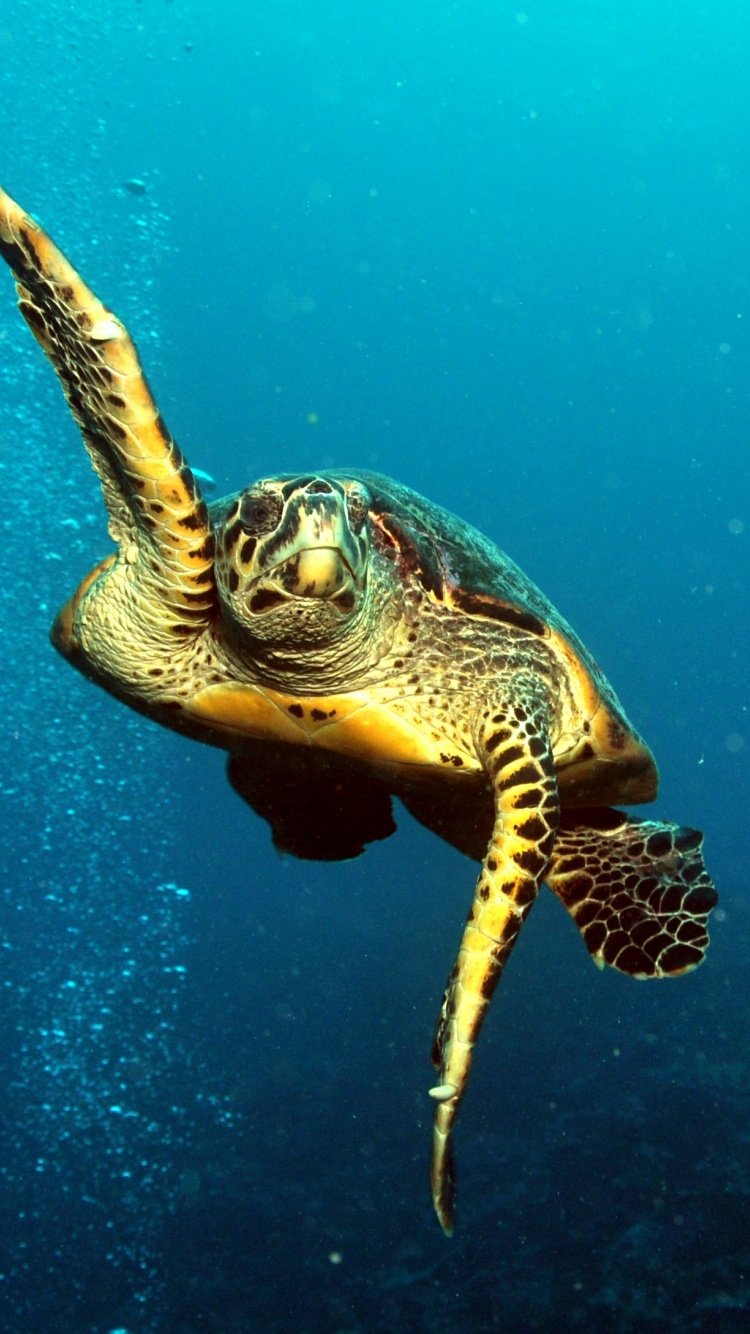 Underwater, Aquatic Animal, Turtle, Animal, Wallpaper - 750x1334 Wallpaper Underwater, Aquatic Animal, Turtle, Animal, Wallpaper - 750x1334 Wallpaper