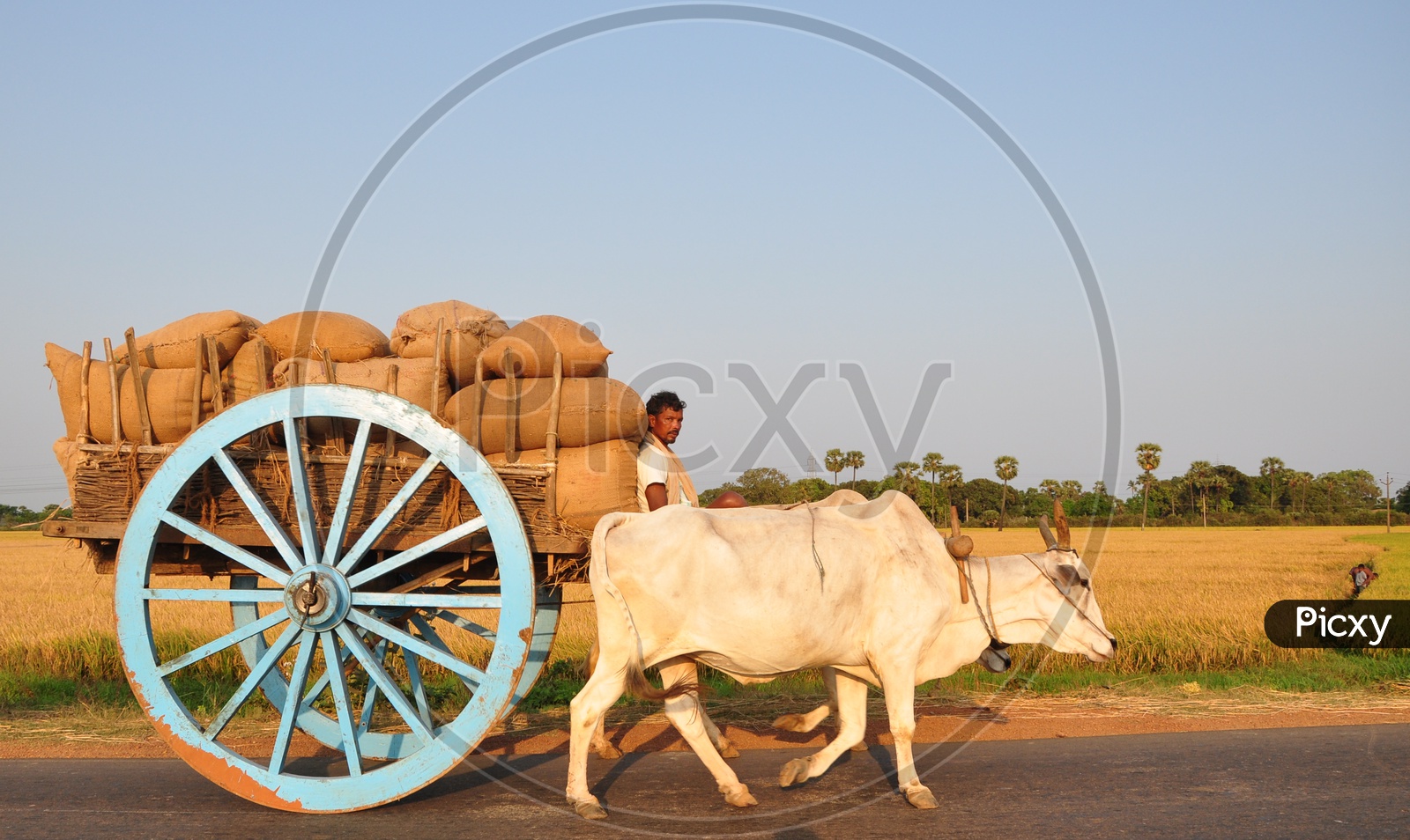 Oxcart - HD Wallpaper 