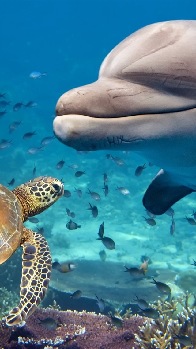 Dolphins And Sea Turtles - HD Wallpaper 