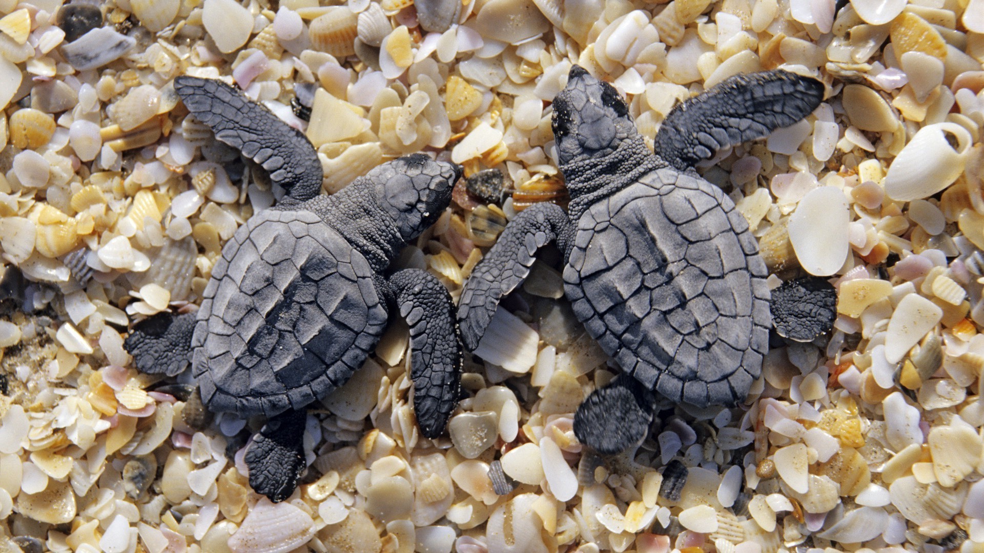 Animals Shell Nature Turtle Desktop Close-up Reptile - Turtle Baby Wallpapers Hd - HD Wallpaper 