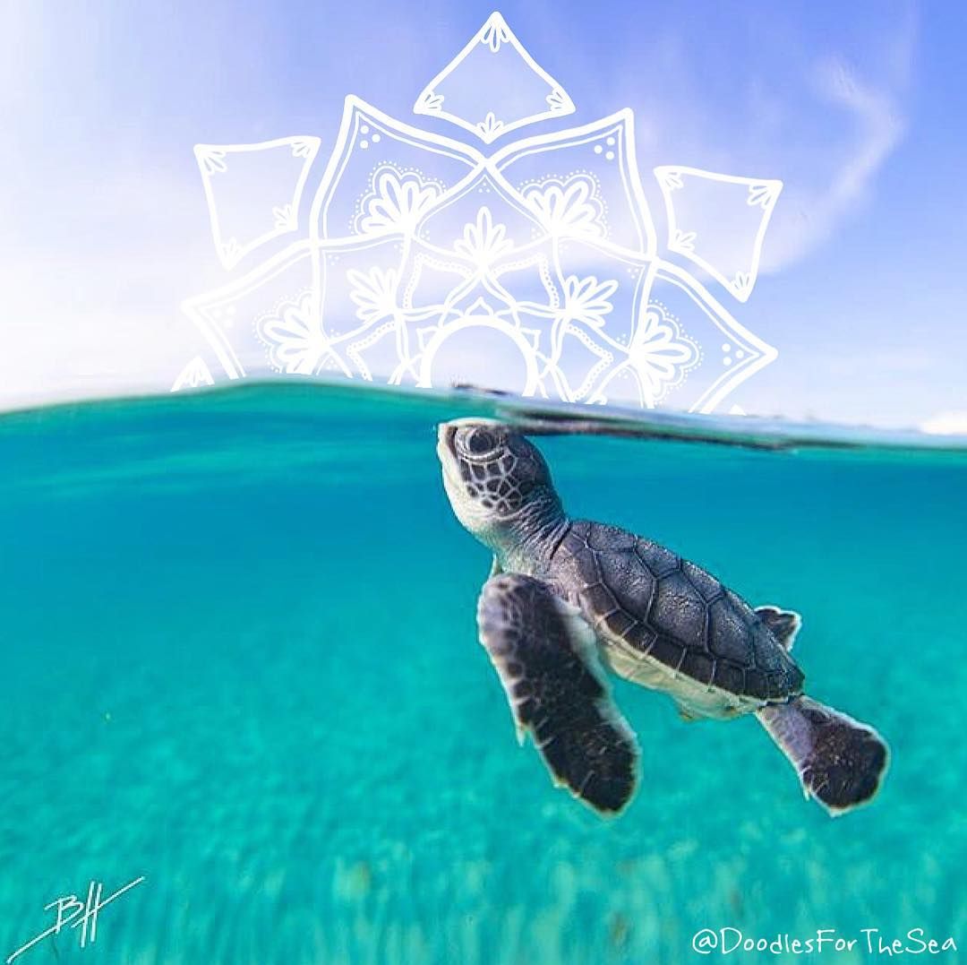 Baby Sea Turtles Underwater - HD Wallpaper 