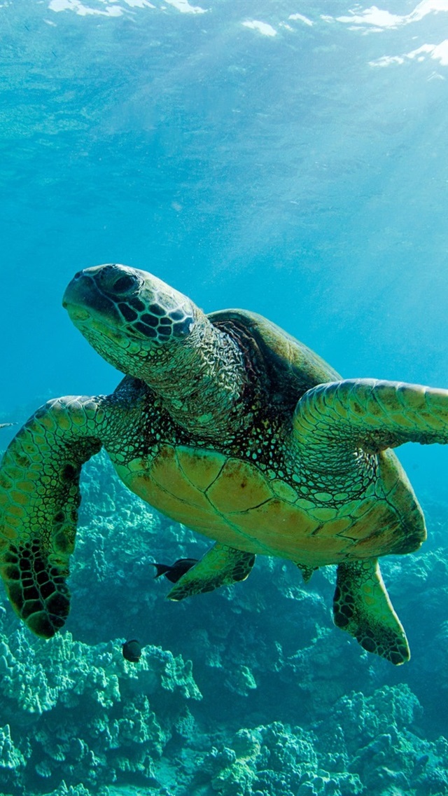 Hawaii Turtle - HD Wallpaper 