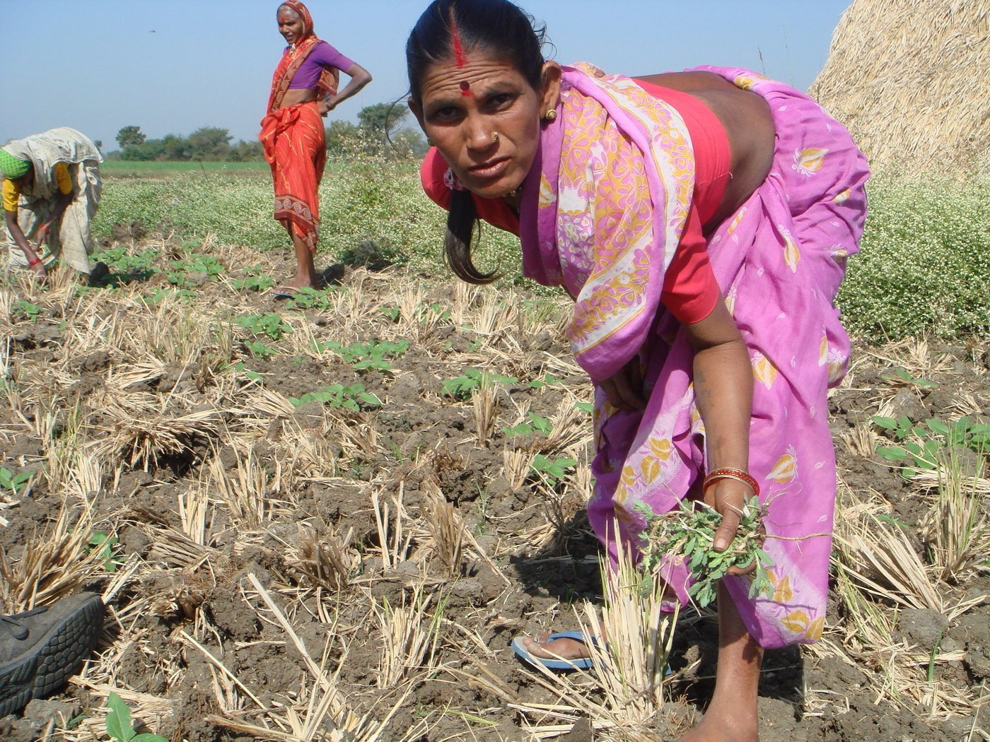 Indian Farmer Wallpaper - HD Wallpaper 