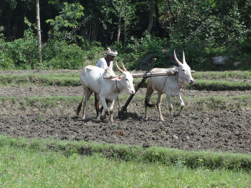 Indian Farmer - HD Wallpaper 