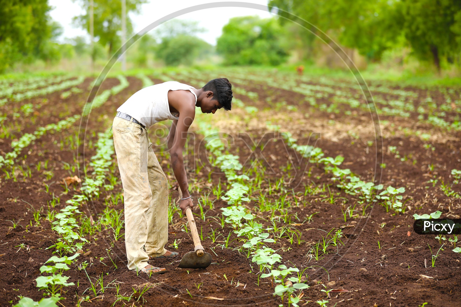 Field - HD Wallpaper 