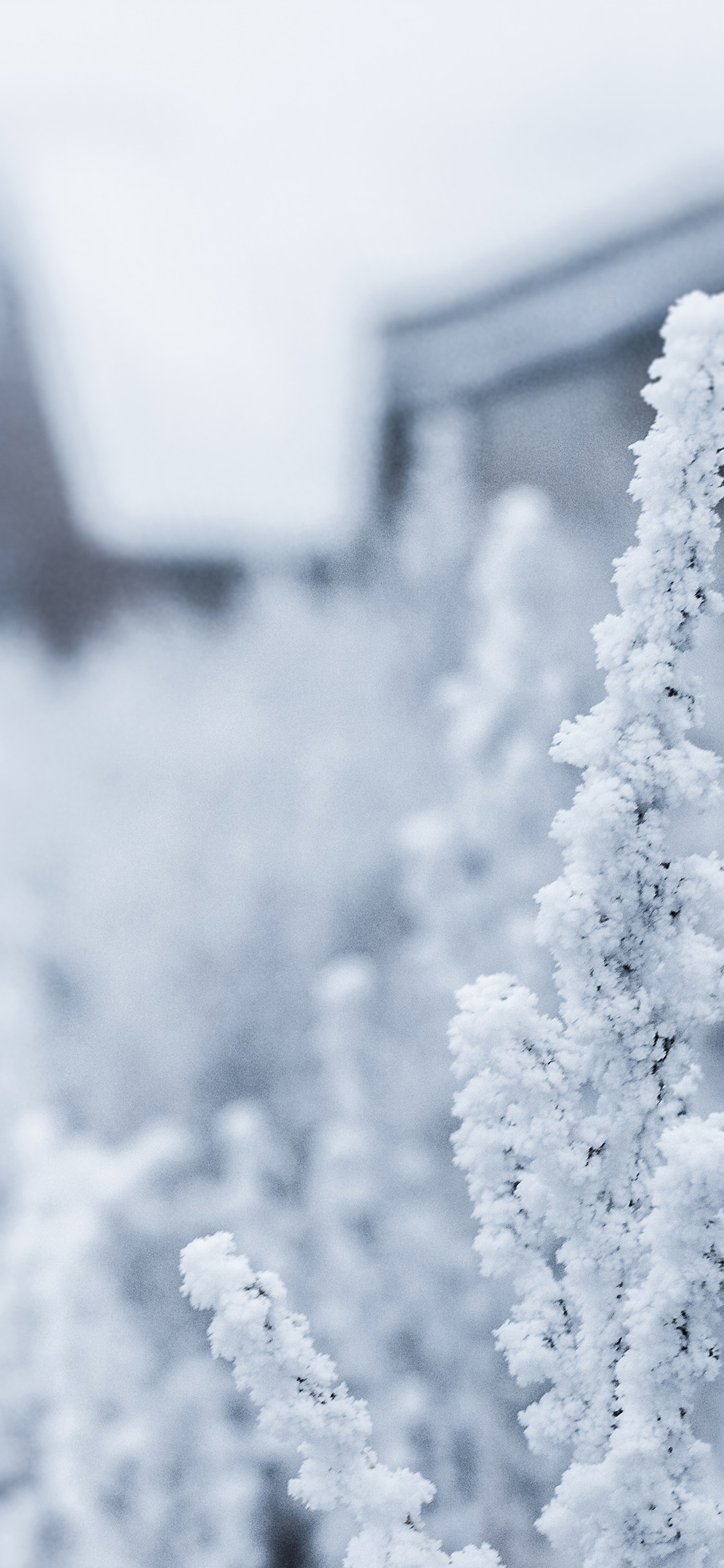 Snow Wallpapers For Phone 1125x2436 Wallpaper Teahub Io