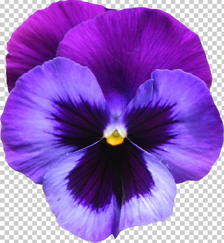 Sweet Violet Flower Purple Png, Clipart, African Violets, - African Violet Png - HD Wallpaper 