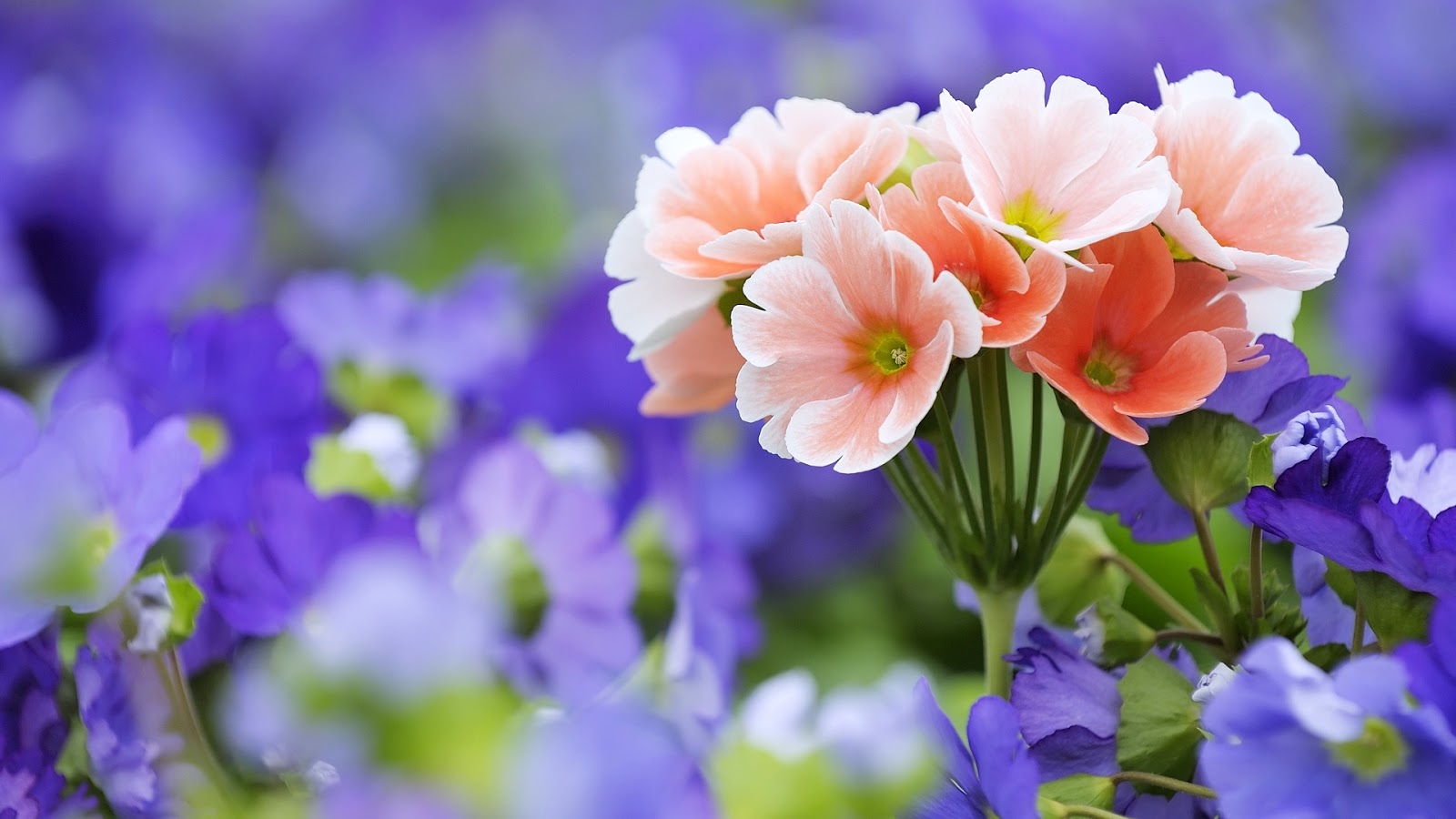 Full Hd Flowers Wallpaper Download - HD Wallpaper 