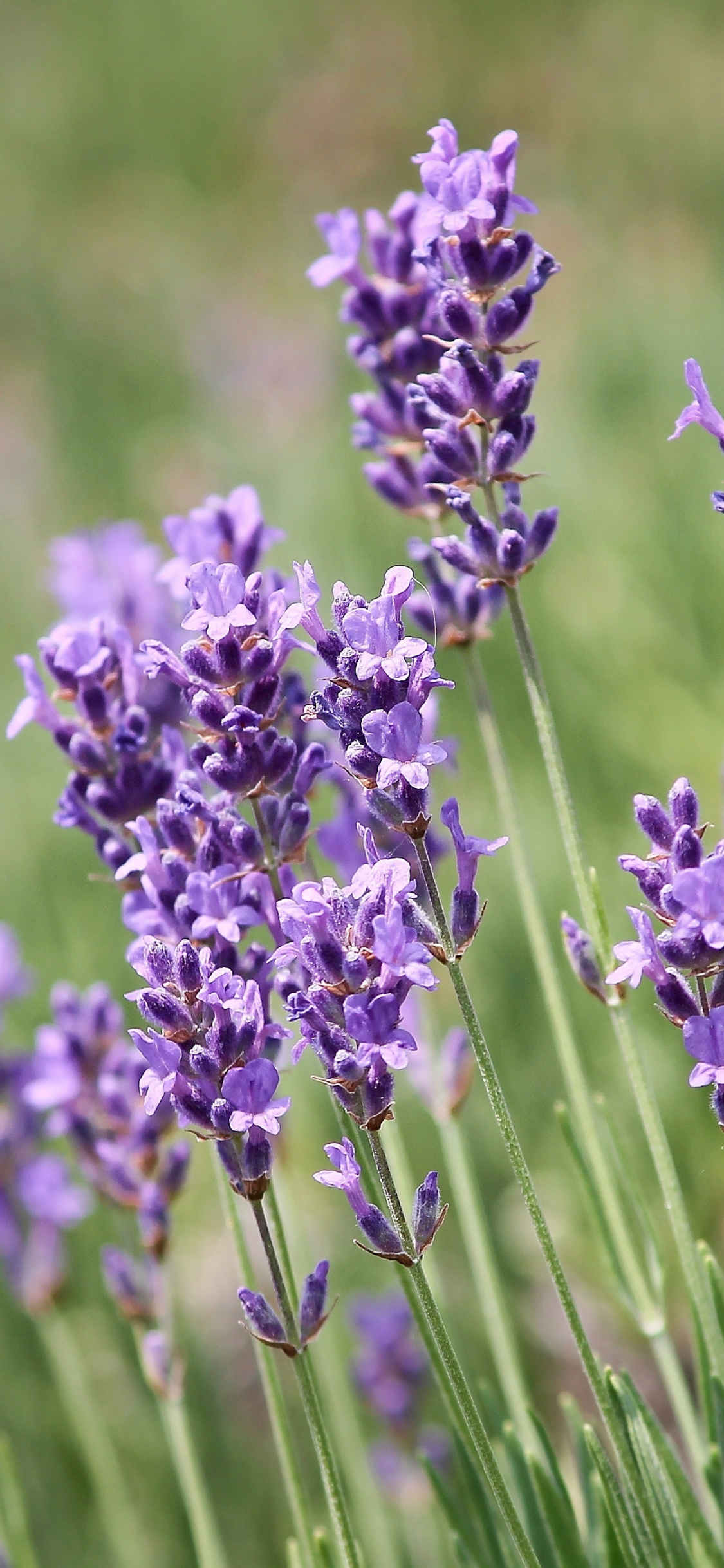 Lavender, Plants, Violet Flowers, Wallpaper - Lavender Iphone - HD Wallpaper 