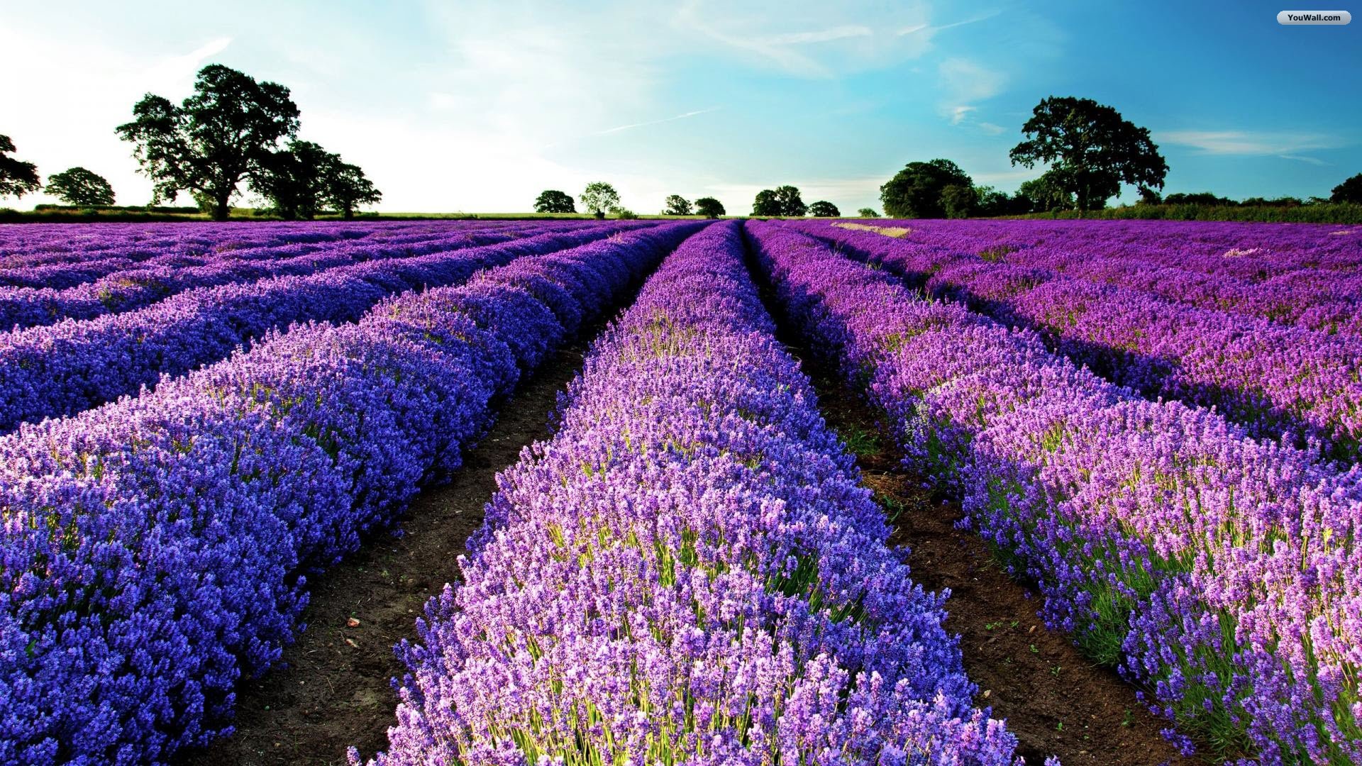 Wallpaper Flower Purple Field Wallpapers Flower Hd - Field Of Purple Flowers - HD Wallpaper 