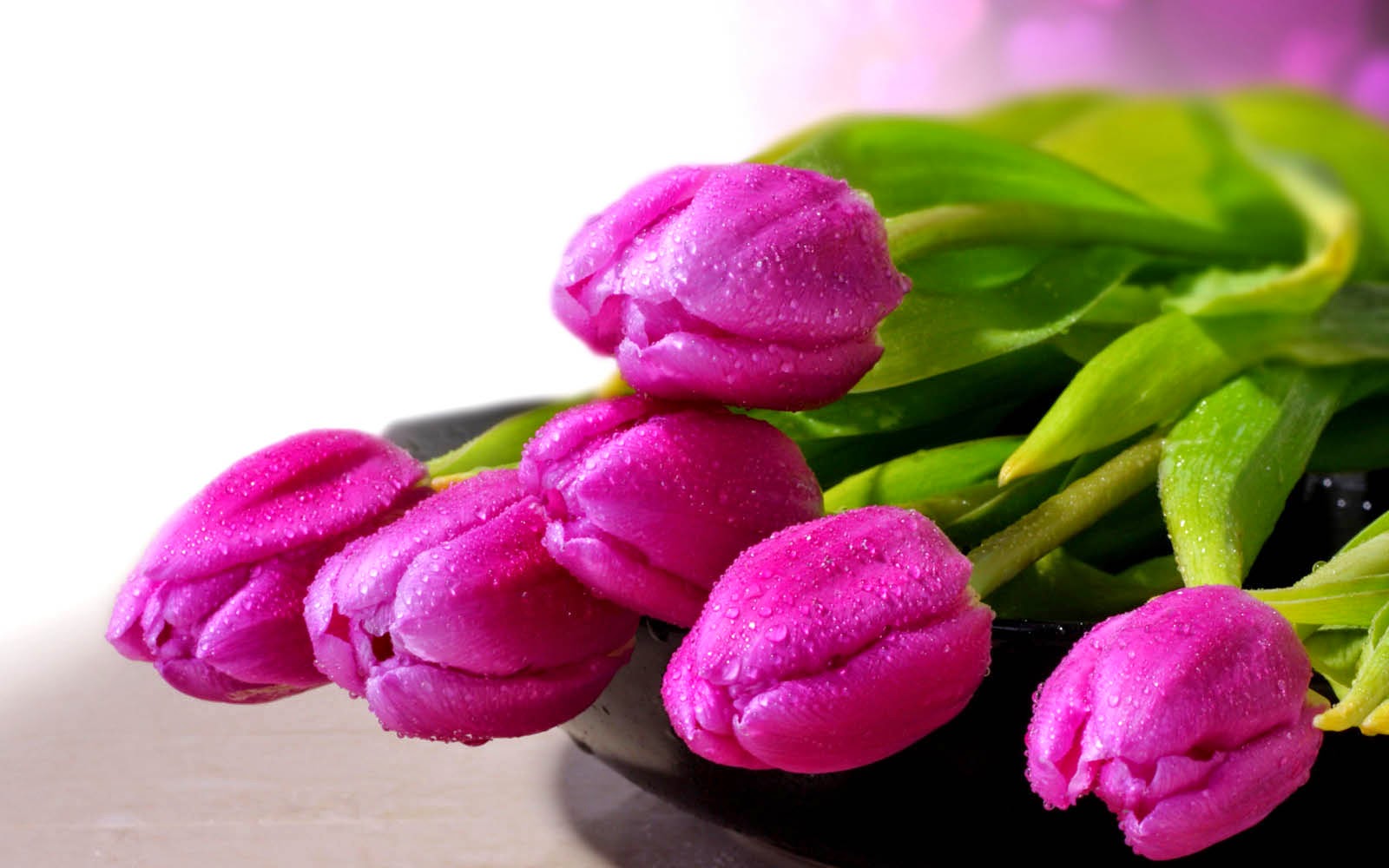 Tulips Hd - HD Wallpaper 