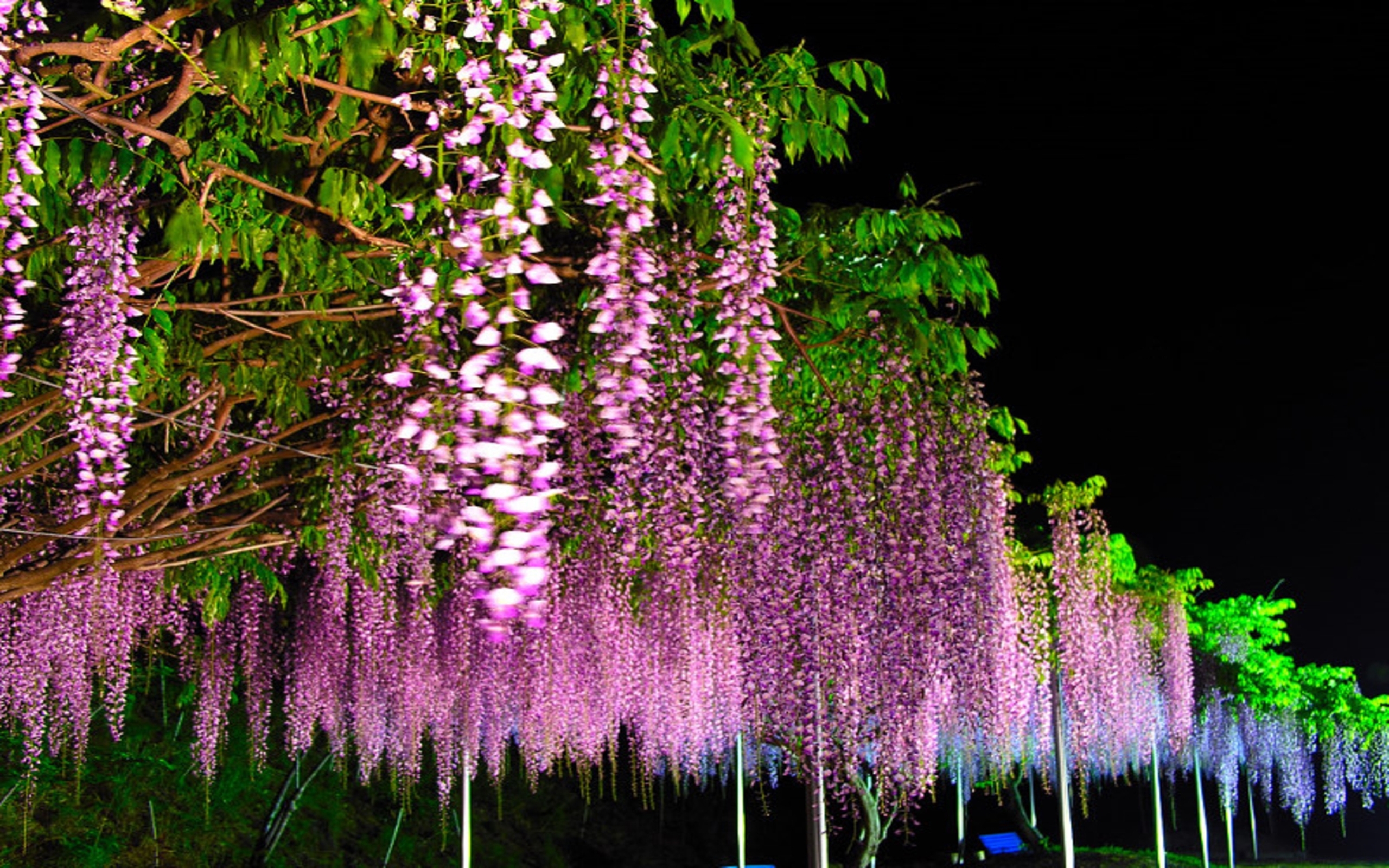 Wisteria Hd Wallpaper Purple - HD Wallpaper 