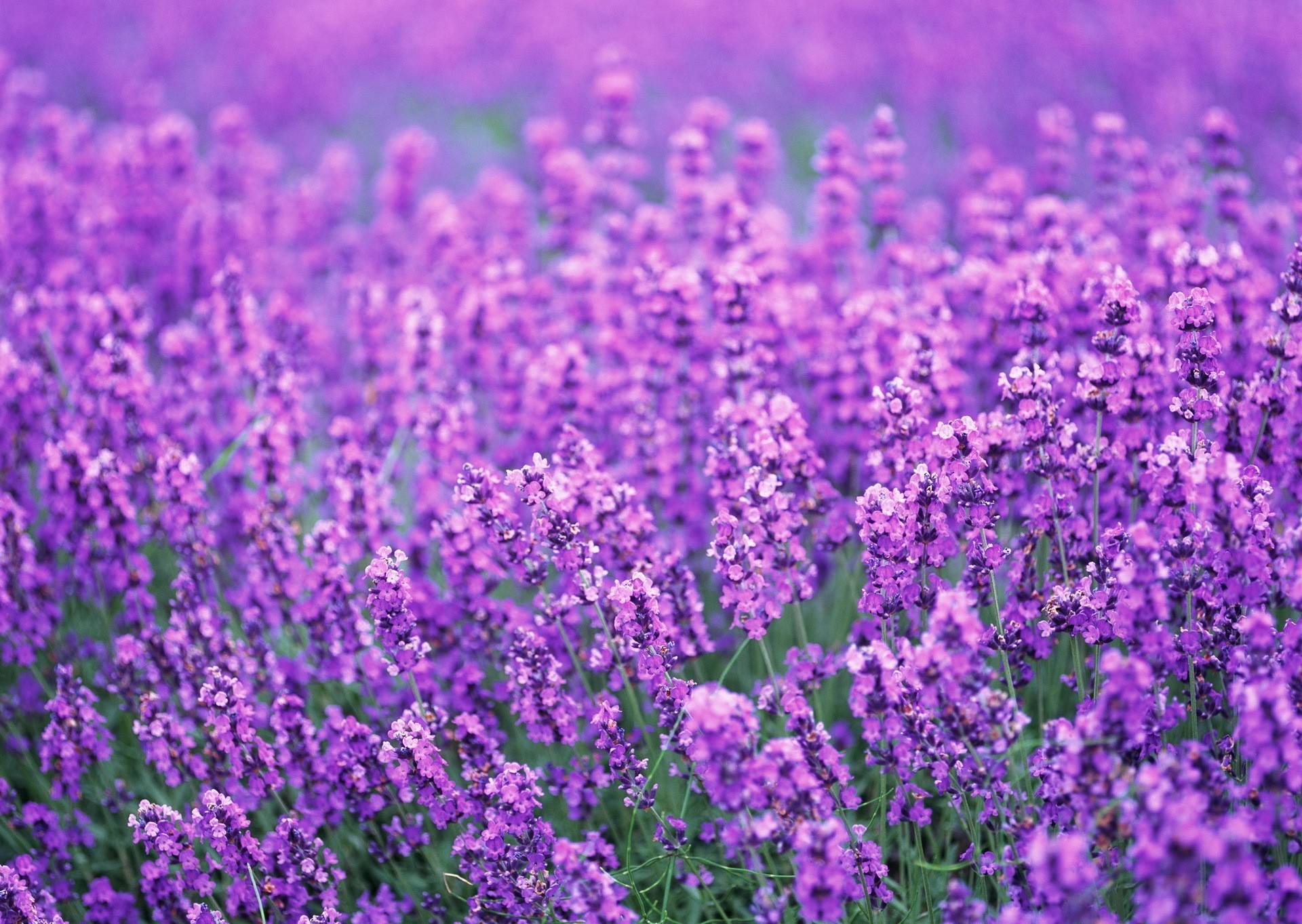 Lavender Purple Flower Background - 1920x1363 Wallpaper 