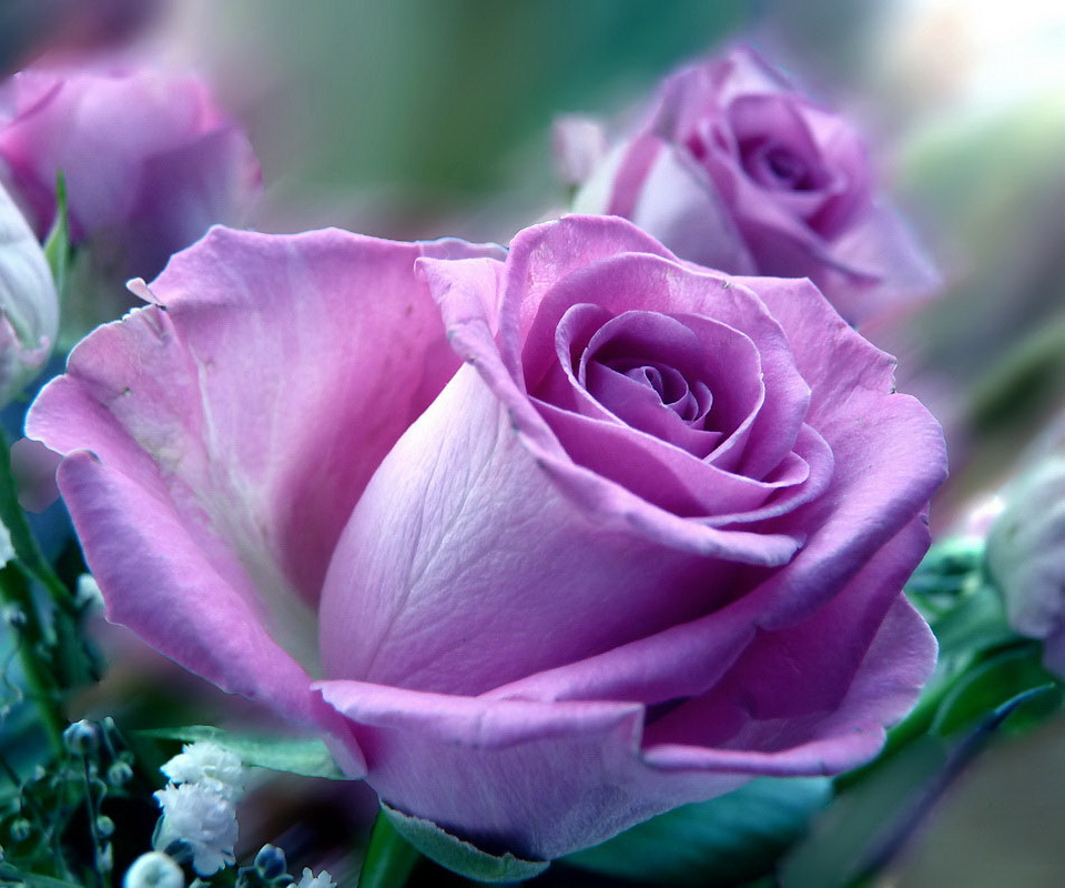 गुलाब के फुल का वालपेपर - HD Wallpaper 