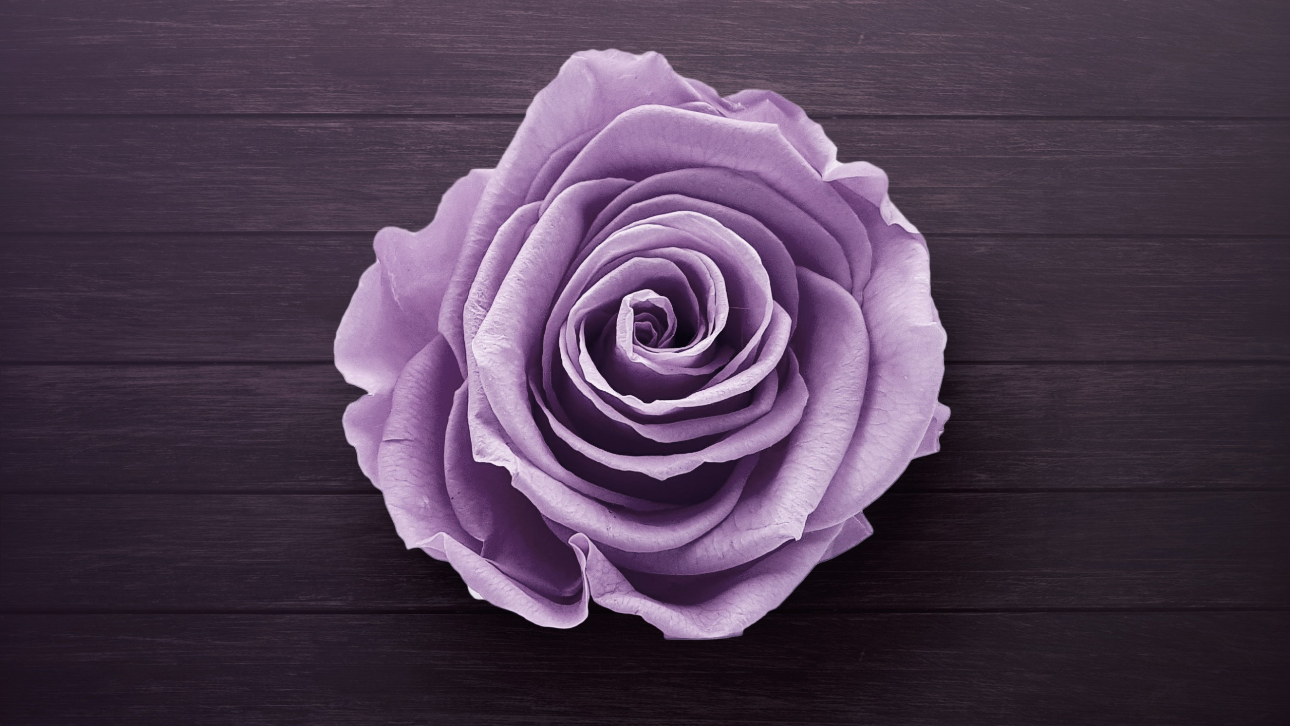 Purple Rose Wallpaper Hd - HD Wallpaper 