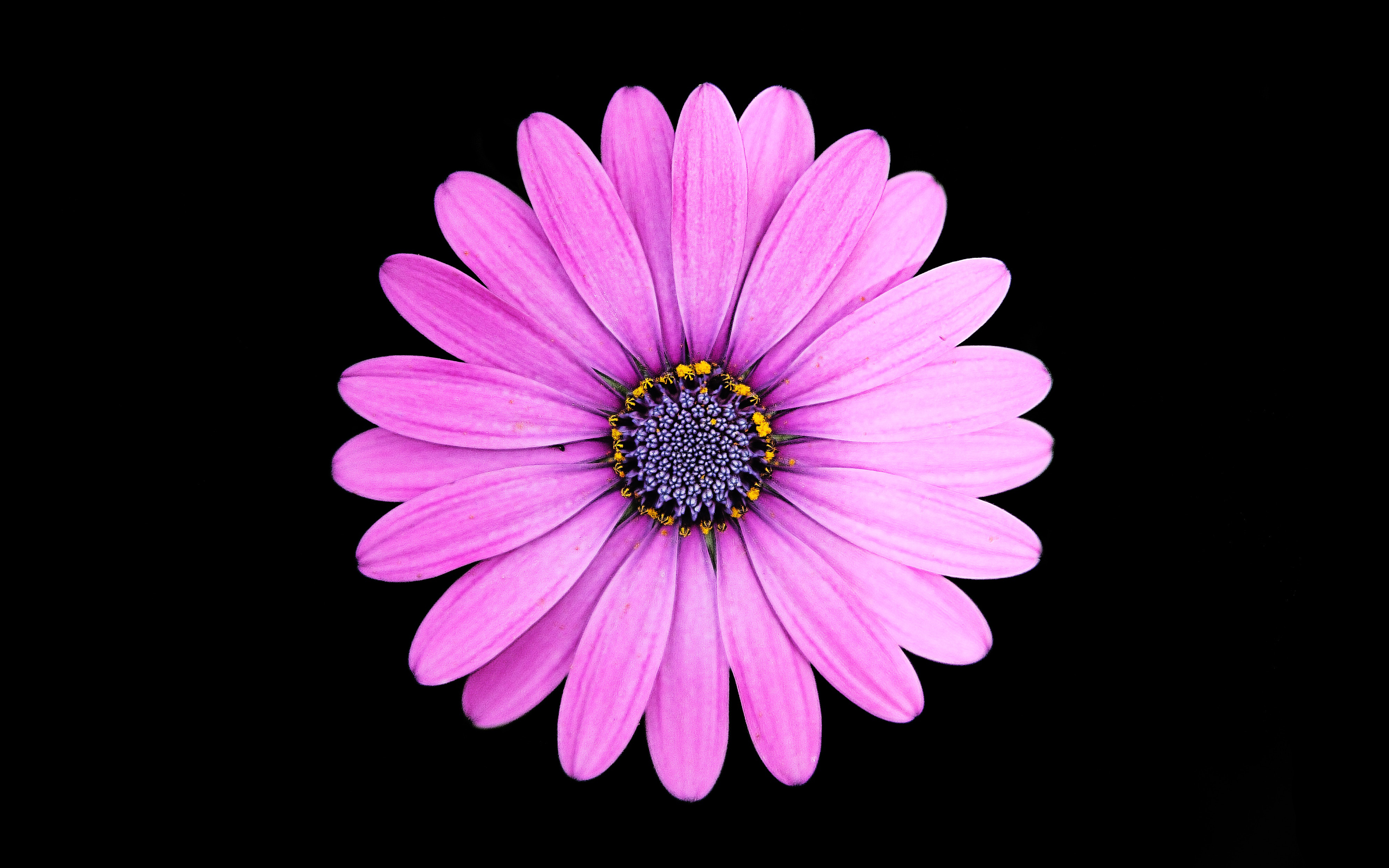 Margarita Purple Daisy - Purple Daisy Flower - HD Wallpaper 