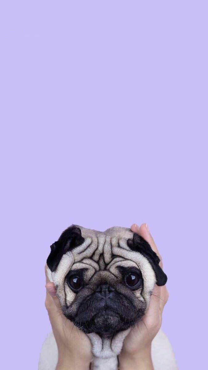 Iphone Wallpaper Cute Dog - HD Wallpaper 