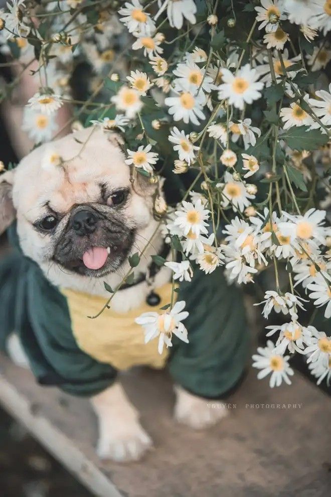 Hình Ảnh Cúc Họa Mi - 660x990 Wallpaper - teahub.io