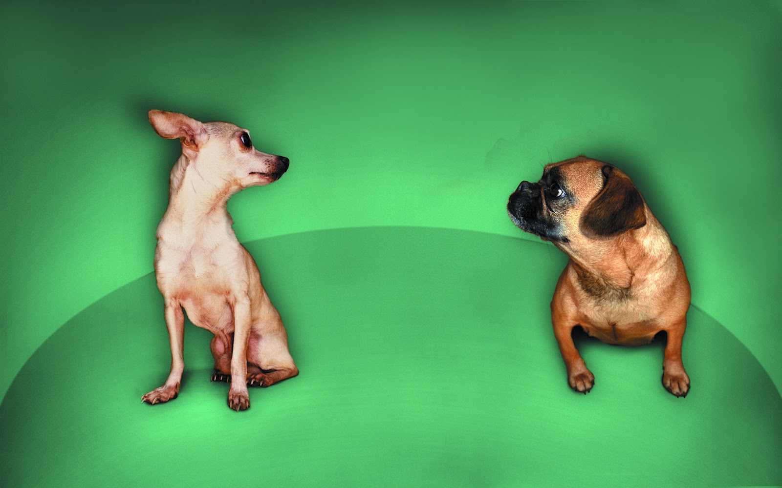 Funny Cute Chihuahua And Pug Wallpaper Download - Chihuahua - HD Wallpaper 