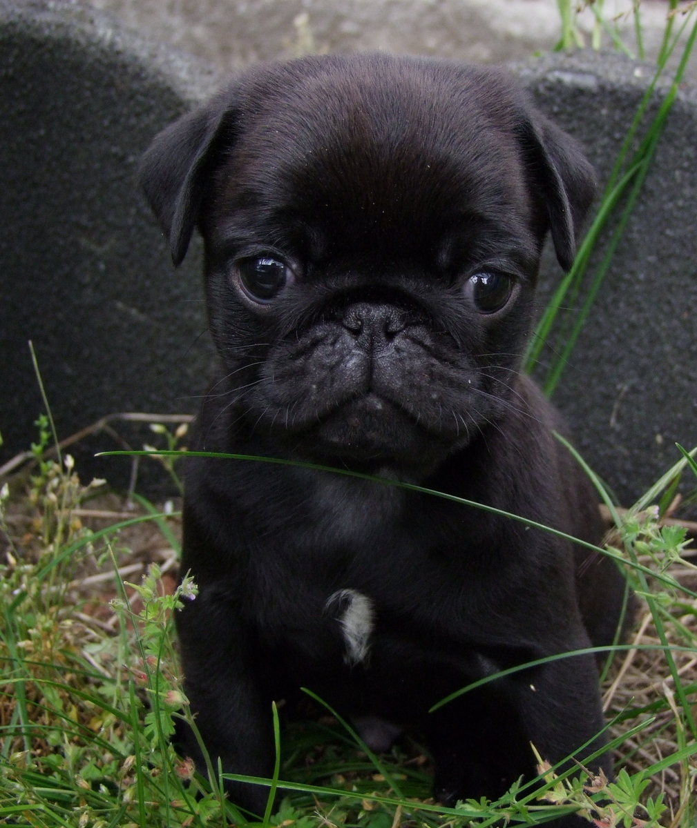 Cute Black Pug Puppy Wallpaper - Cute Black Pug Puppy - HD Wallpaper 