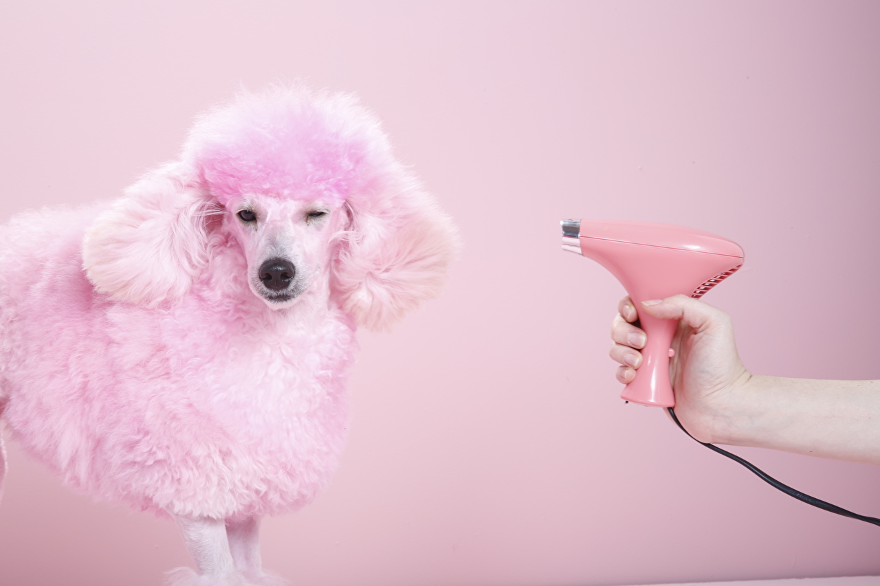 Dog Grooming - HD Wallpaper 