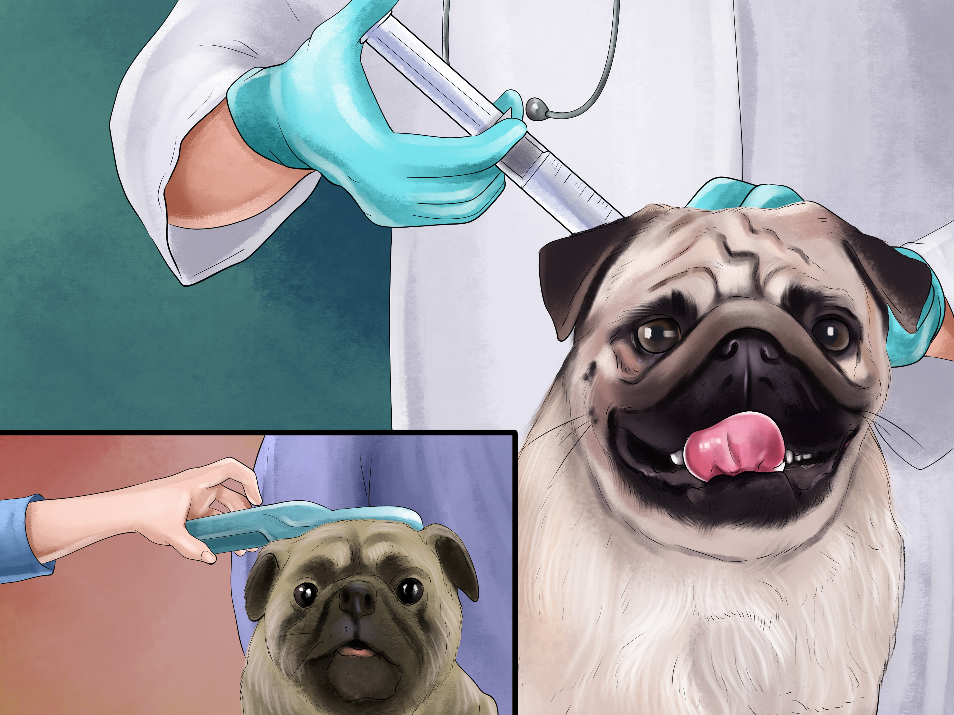 Image Titled Care For A Pug Step - Cleaning A Pugs Ears - HD Wallpaper 