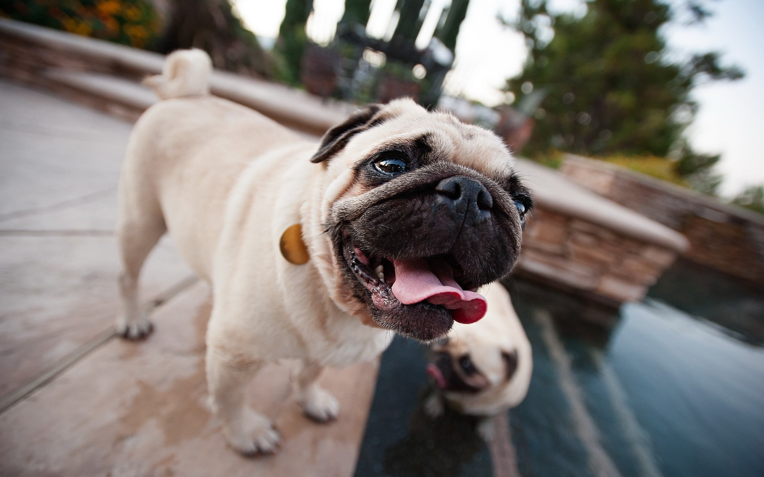 Pug Dog - HD Wallpaper 