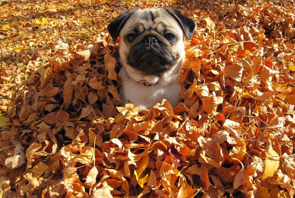 Fall Pug - HD Wallpaper 
